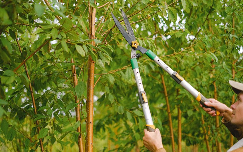 Tree trimming in Catlettsburg, KY